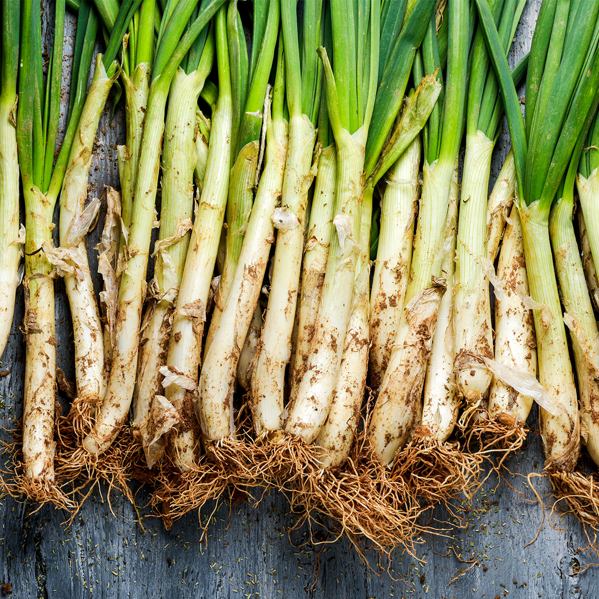 Inicio Olivera d'Atenea Cultivo de los